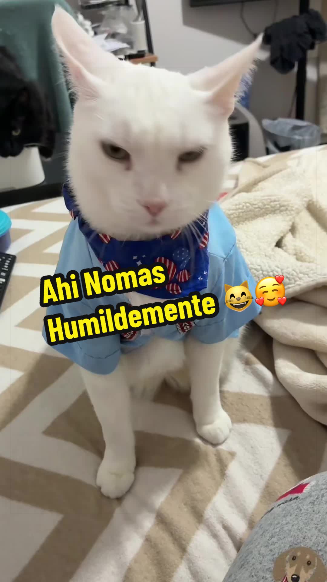 @🦖 MEOWassic CAT😺