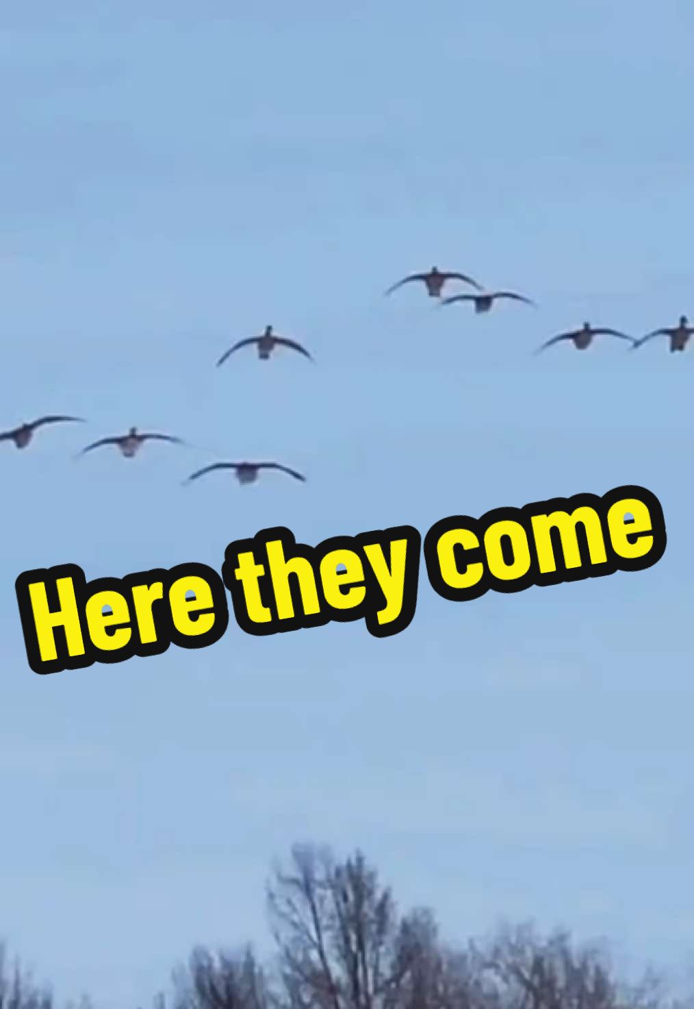 @Birdbath Waterfowl🦆