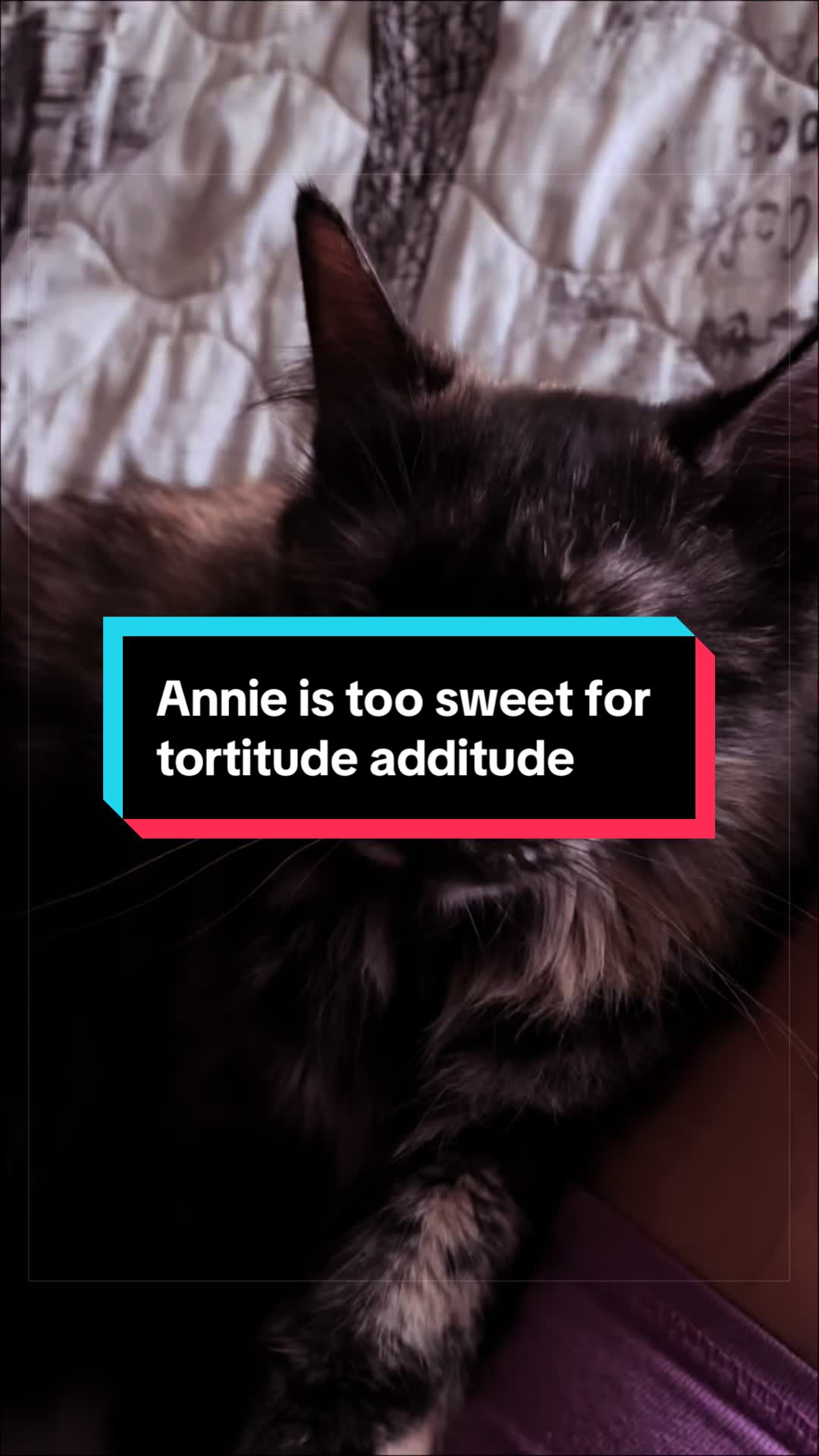 @catlover313official