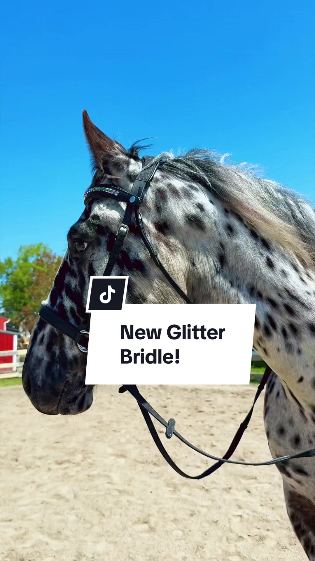 @Free Spirit Equestrian