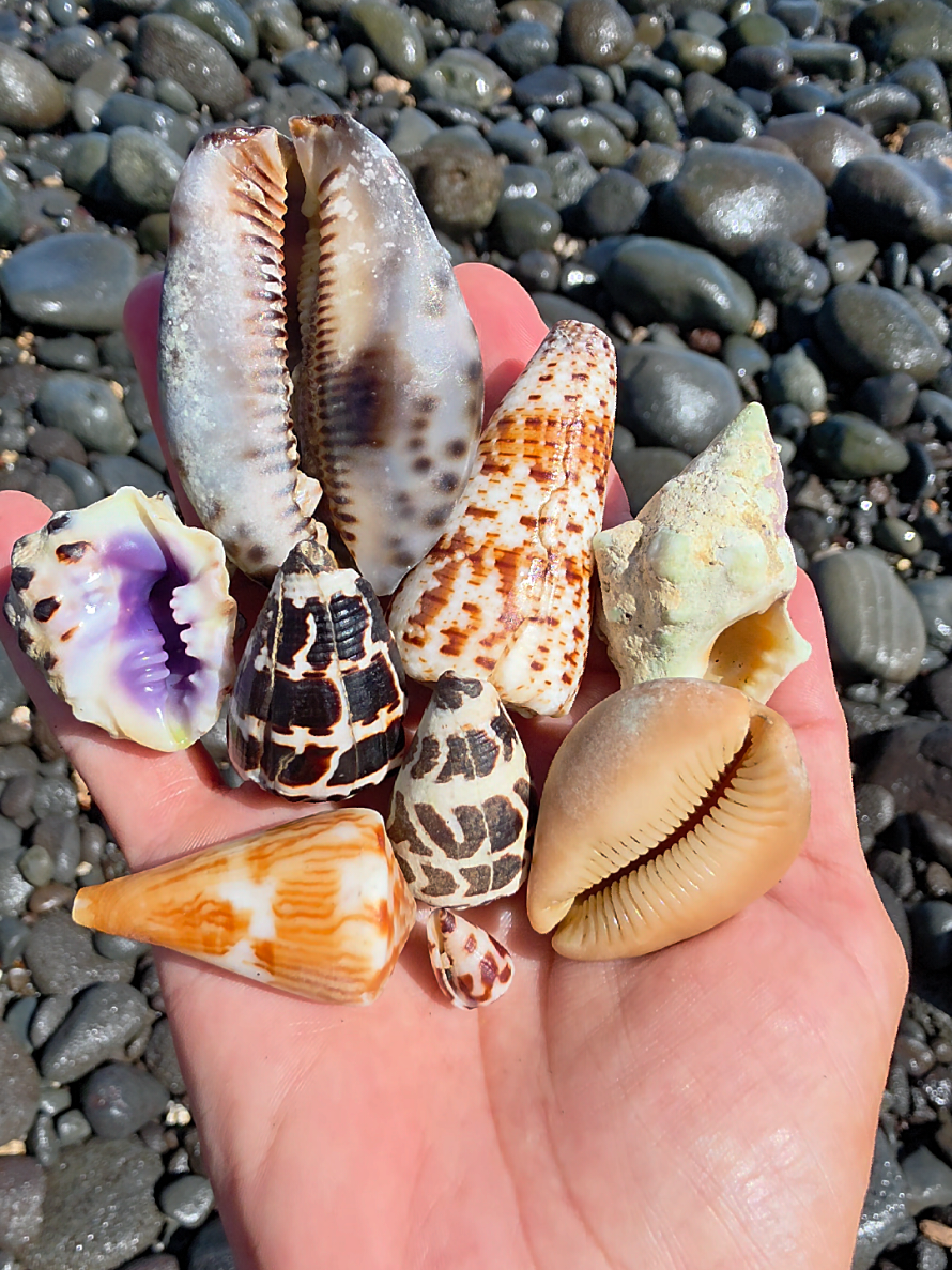 @Noe ๐ Shells