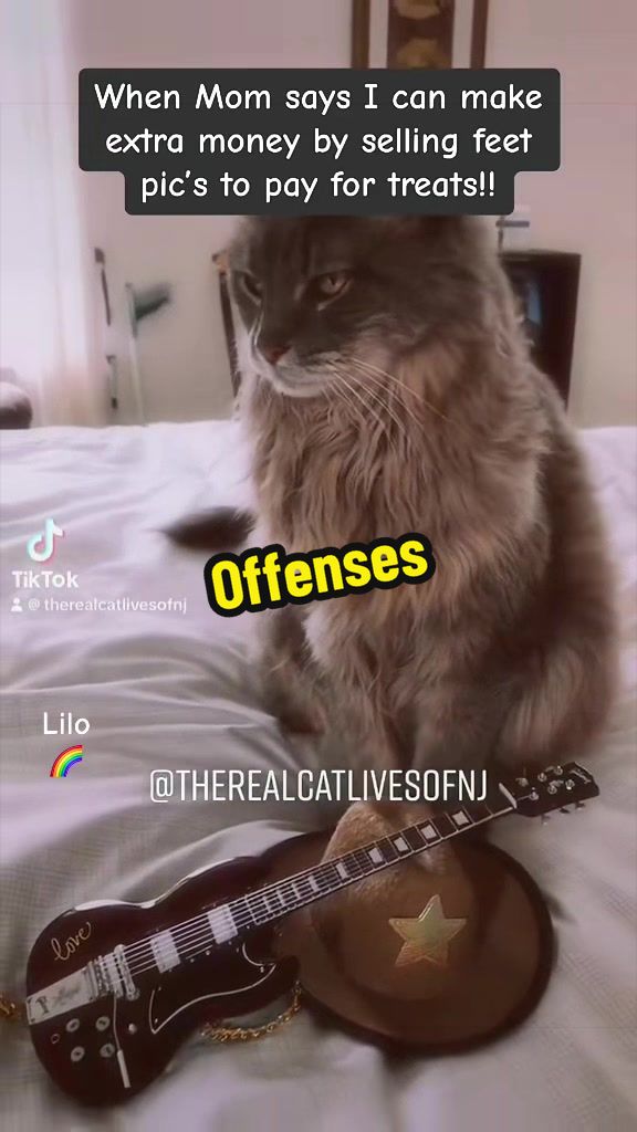 @🐾Therealcatlivesofnj 🐾
