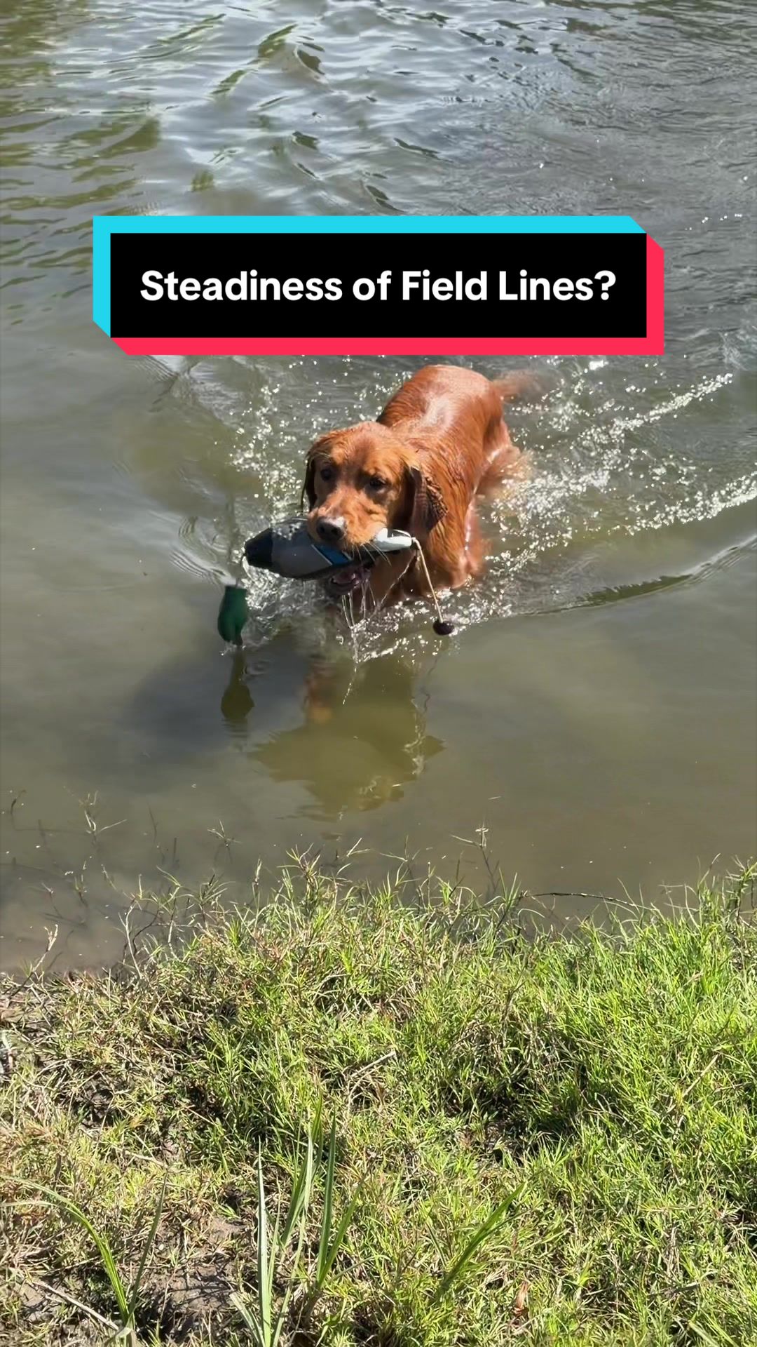 @goldenretrieevee