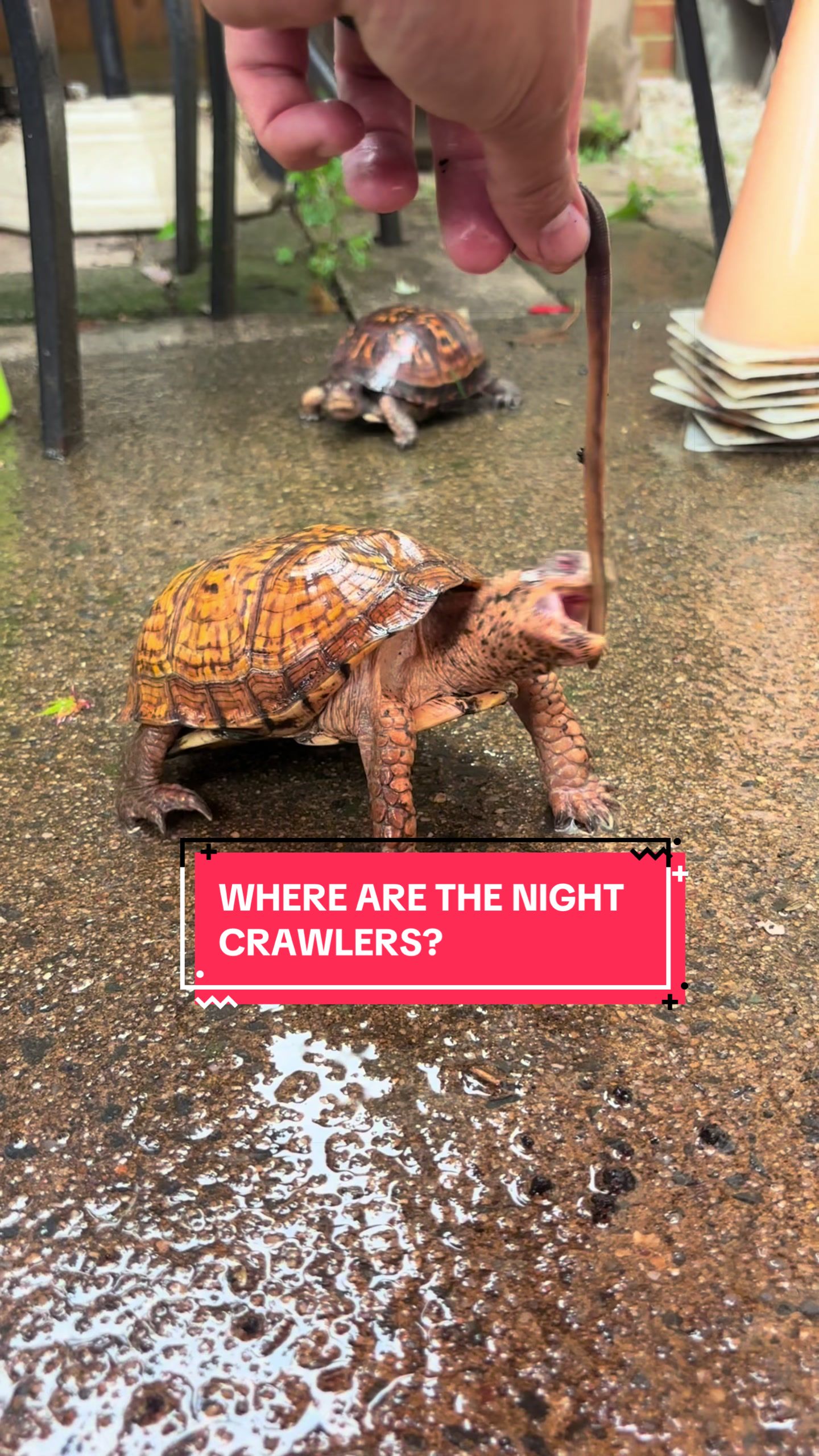 @Eastern Box Turtle