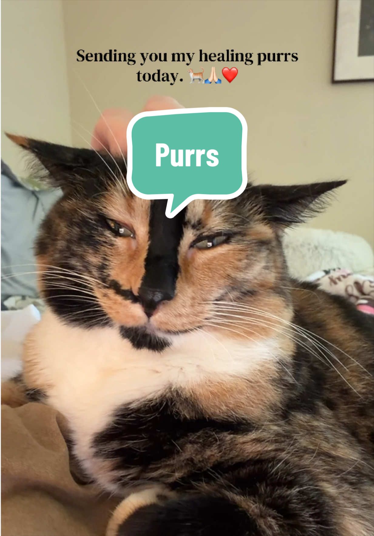 @SnickersTheSmilingCat