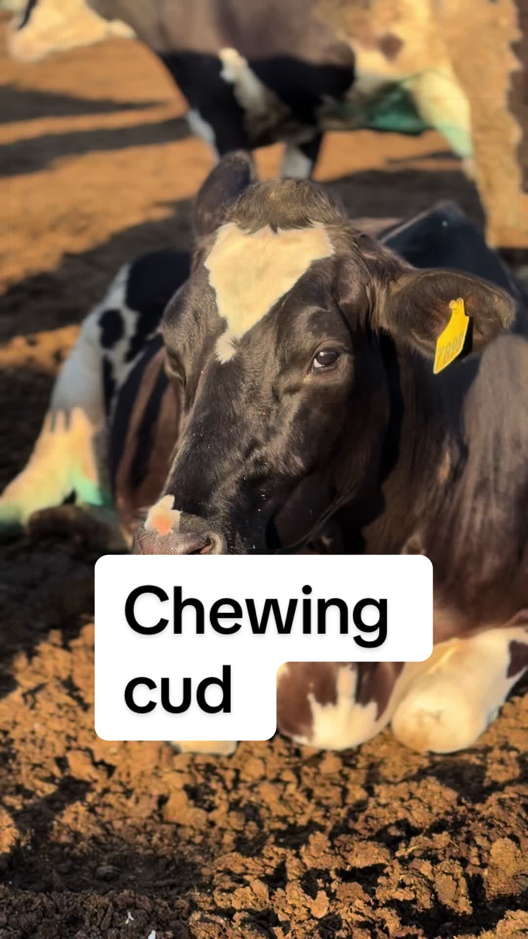 @Dairy Vet Dr. Michelle