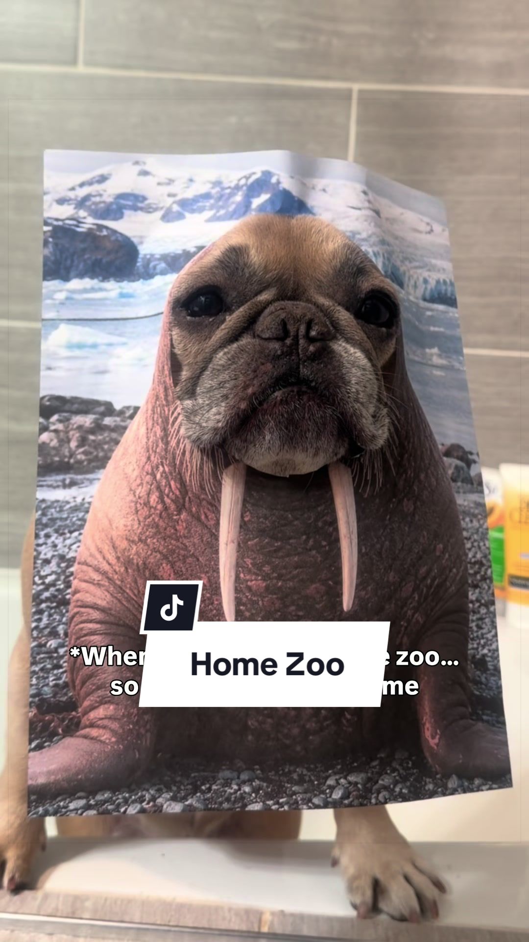@Somefrenchienamedapollo