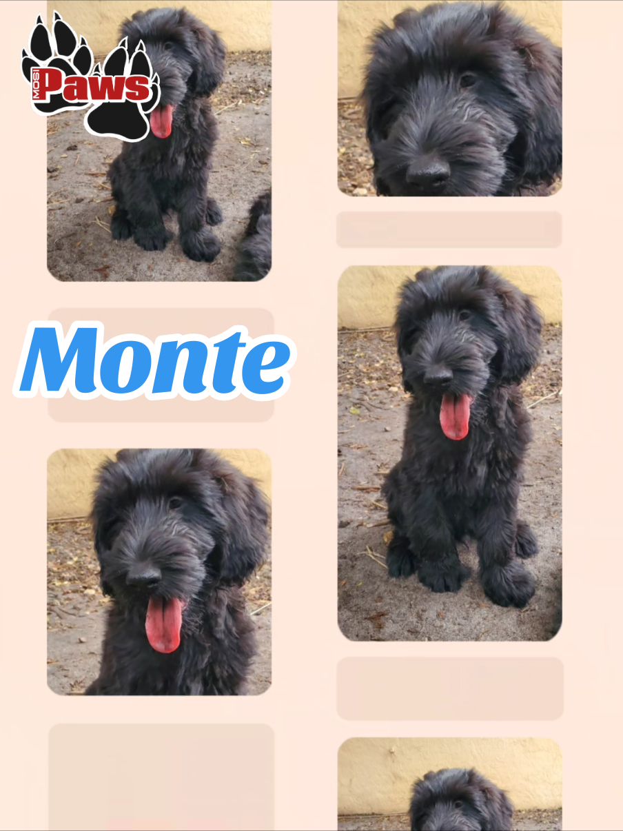 @Giant Schnauzers