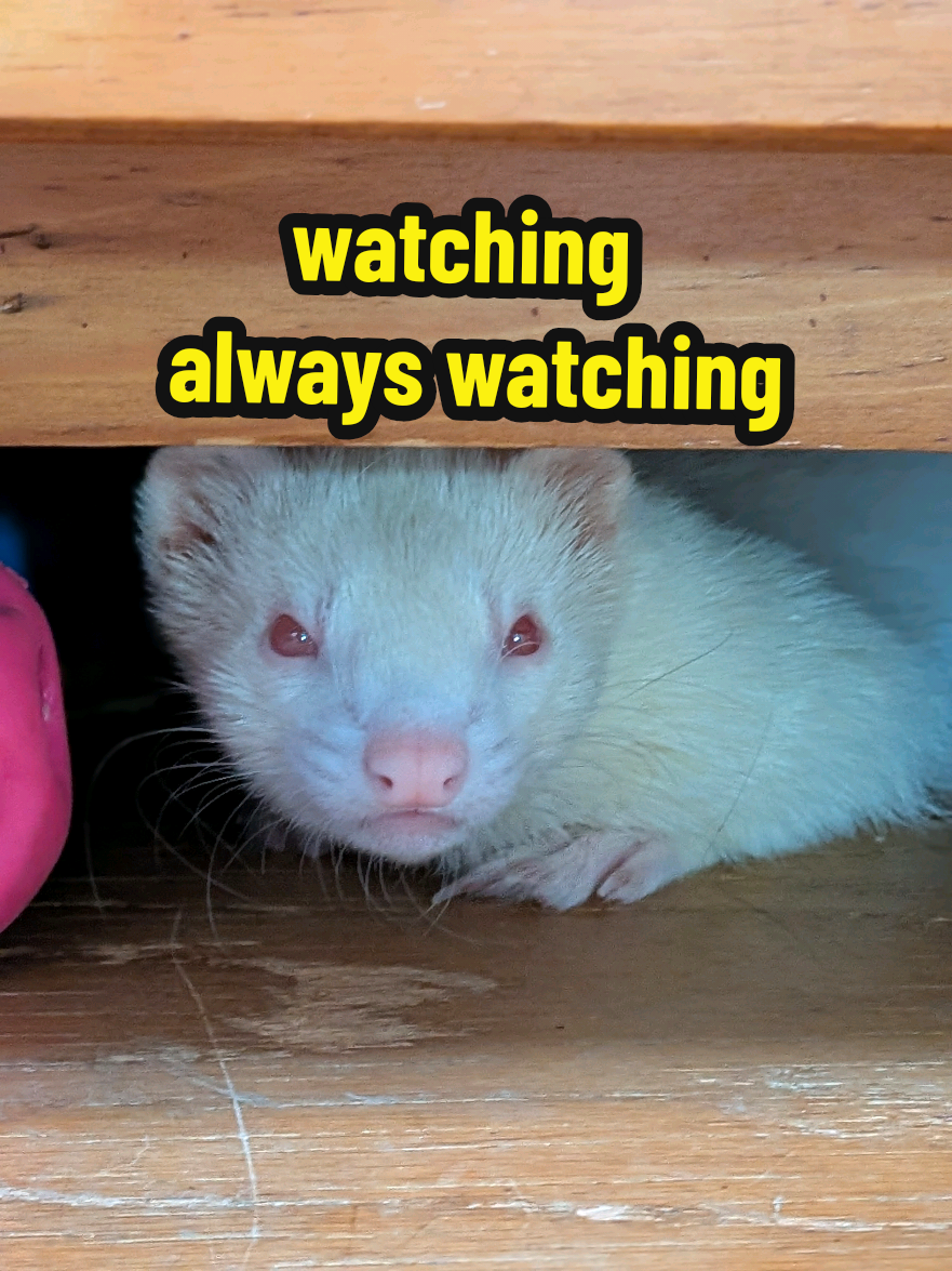 @Chaos Critters