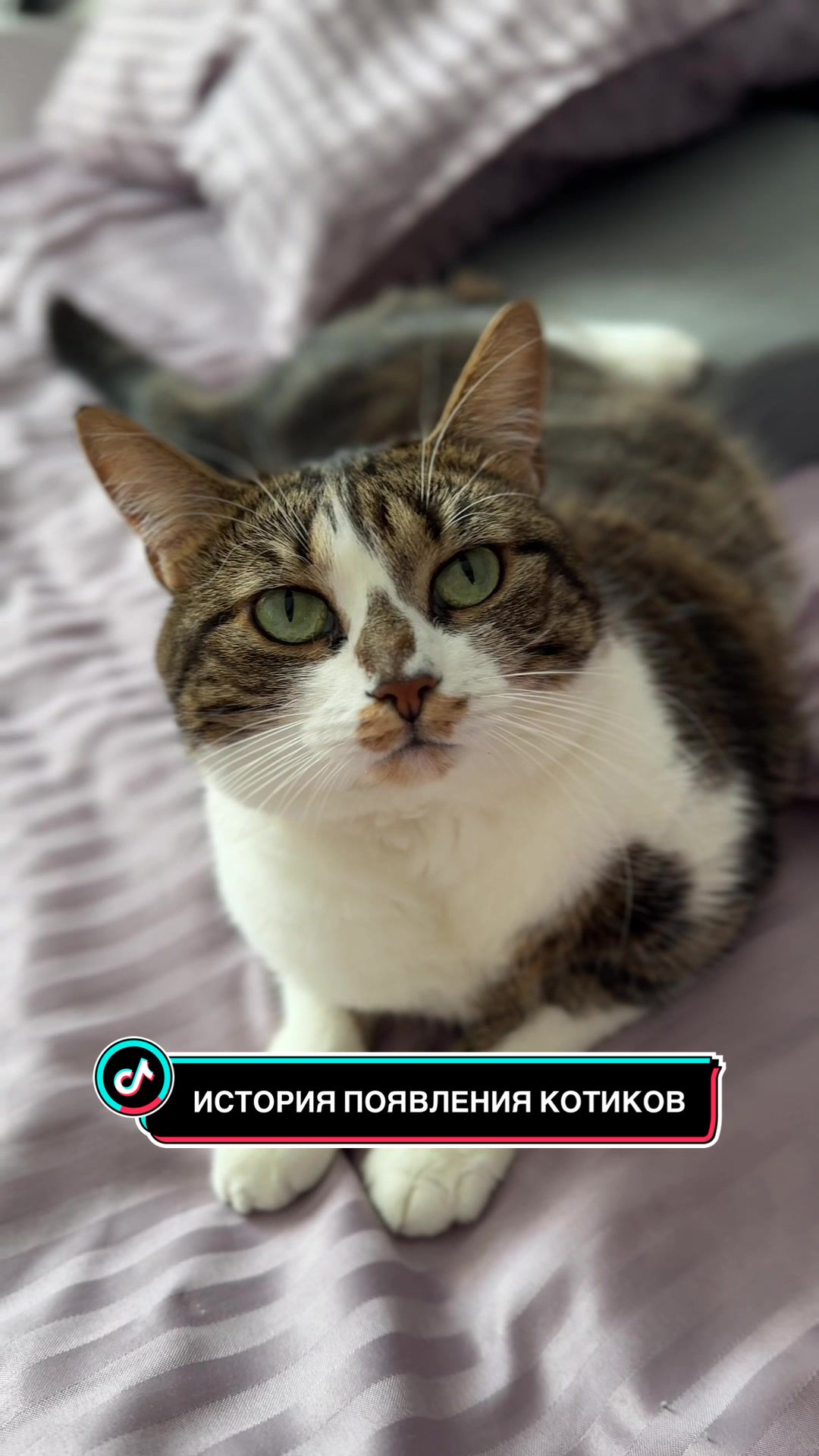 @Спасенные с улицы котики ❤️