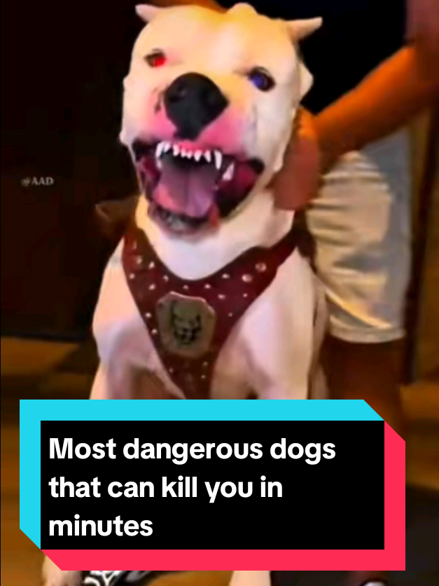 @The pet post