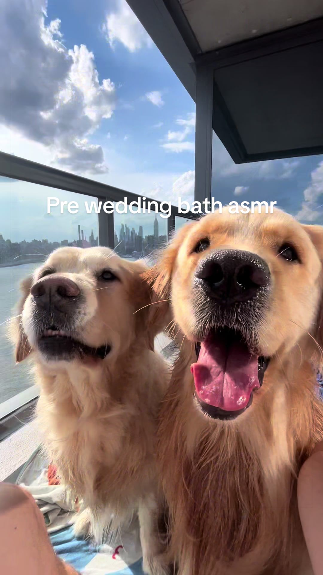 @Frank & George the NYC goldens
