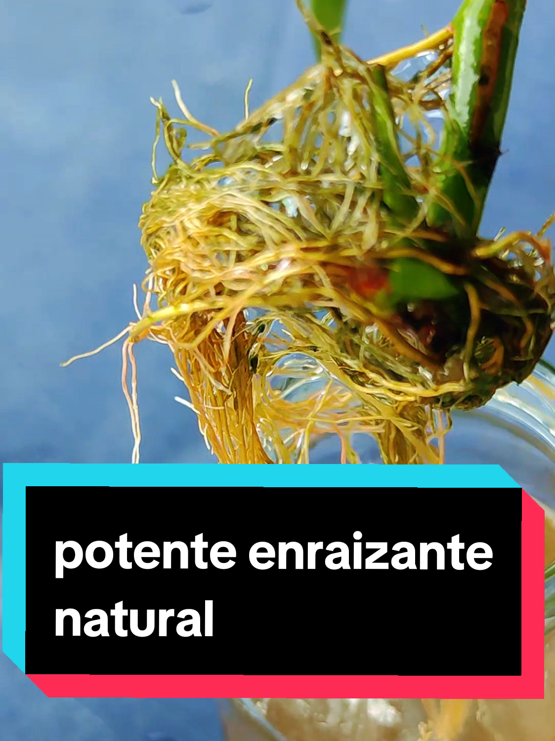@Yaky Grass