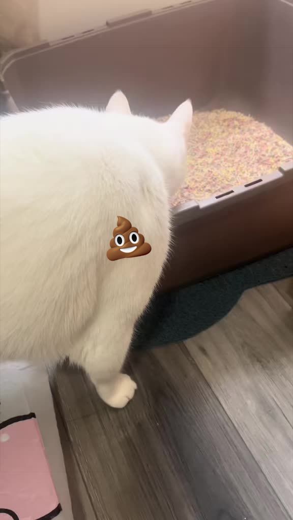 @🦖 MEOWassic CAT😺