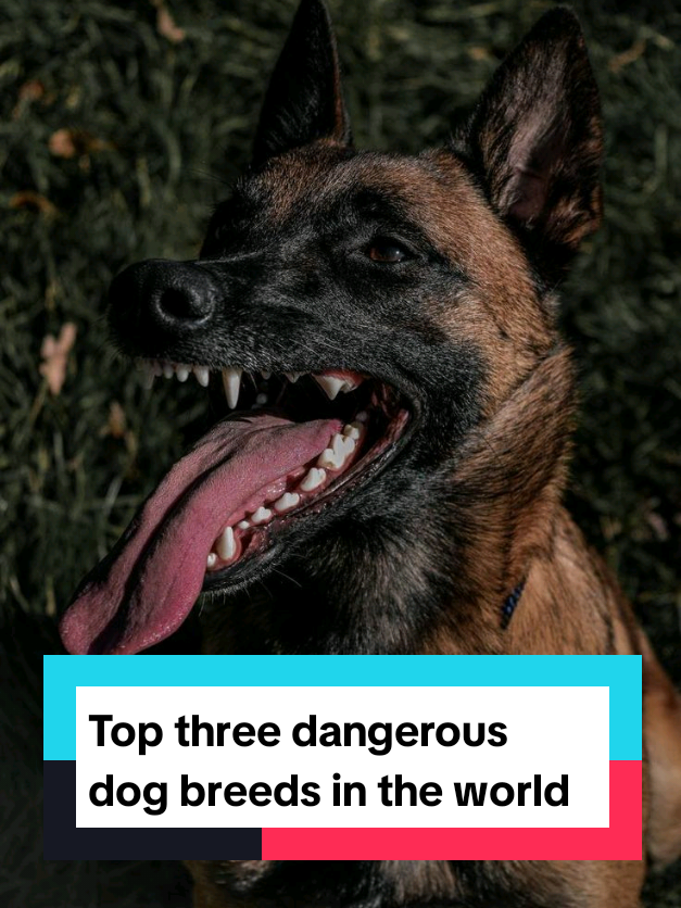 @The pet post
