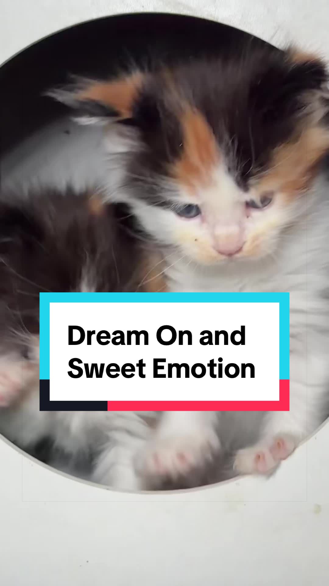 @Sassy Koonz Luxury MaineCoons