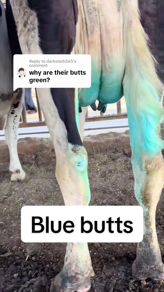 @Dairy Vet Dr. Michelle