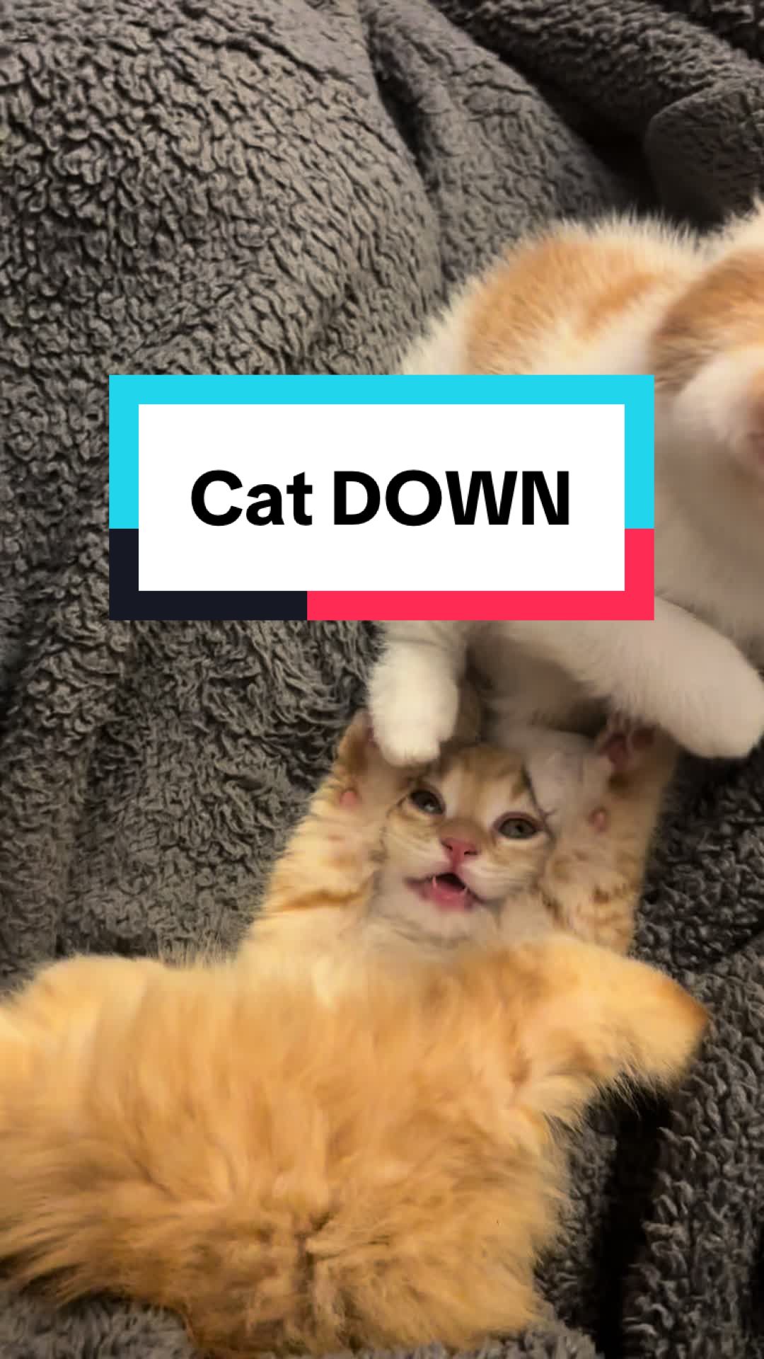 @Christina | Cat Rescue 🐾