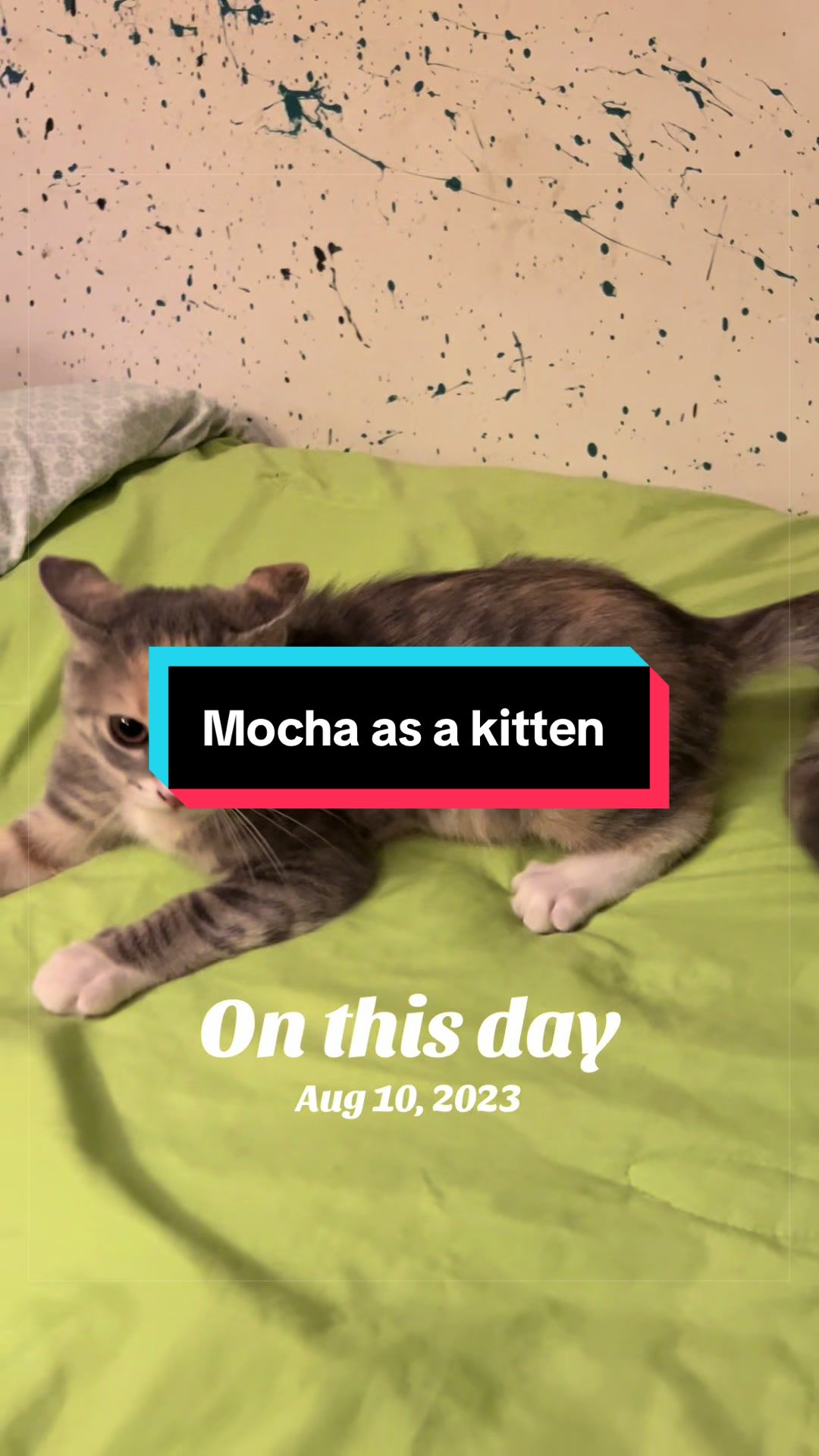 @catlover313official