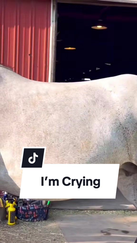 @Free Spirit Equestrian