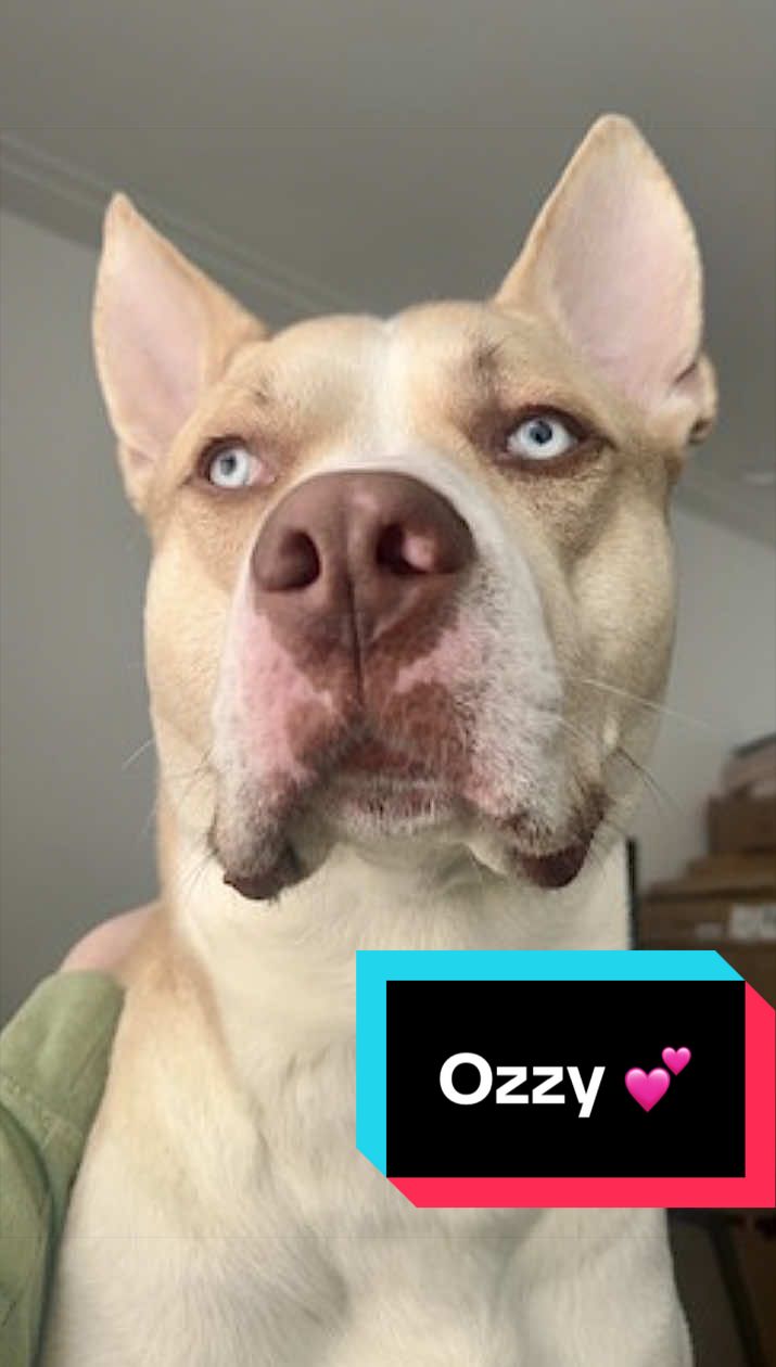 @Joyful Pets