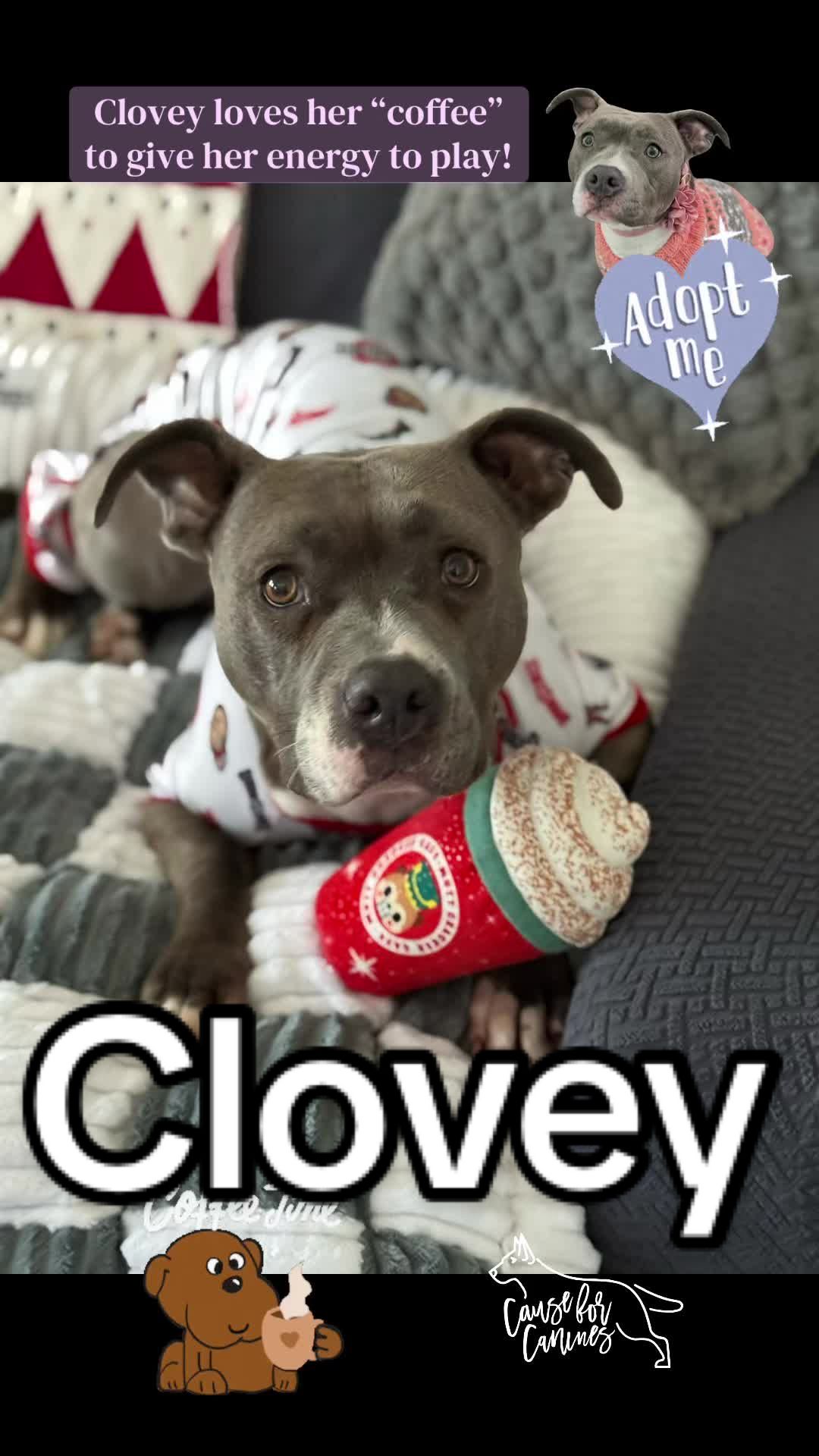 @causeforcaninesrescue