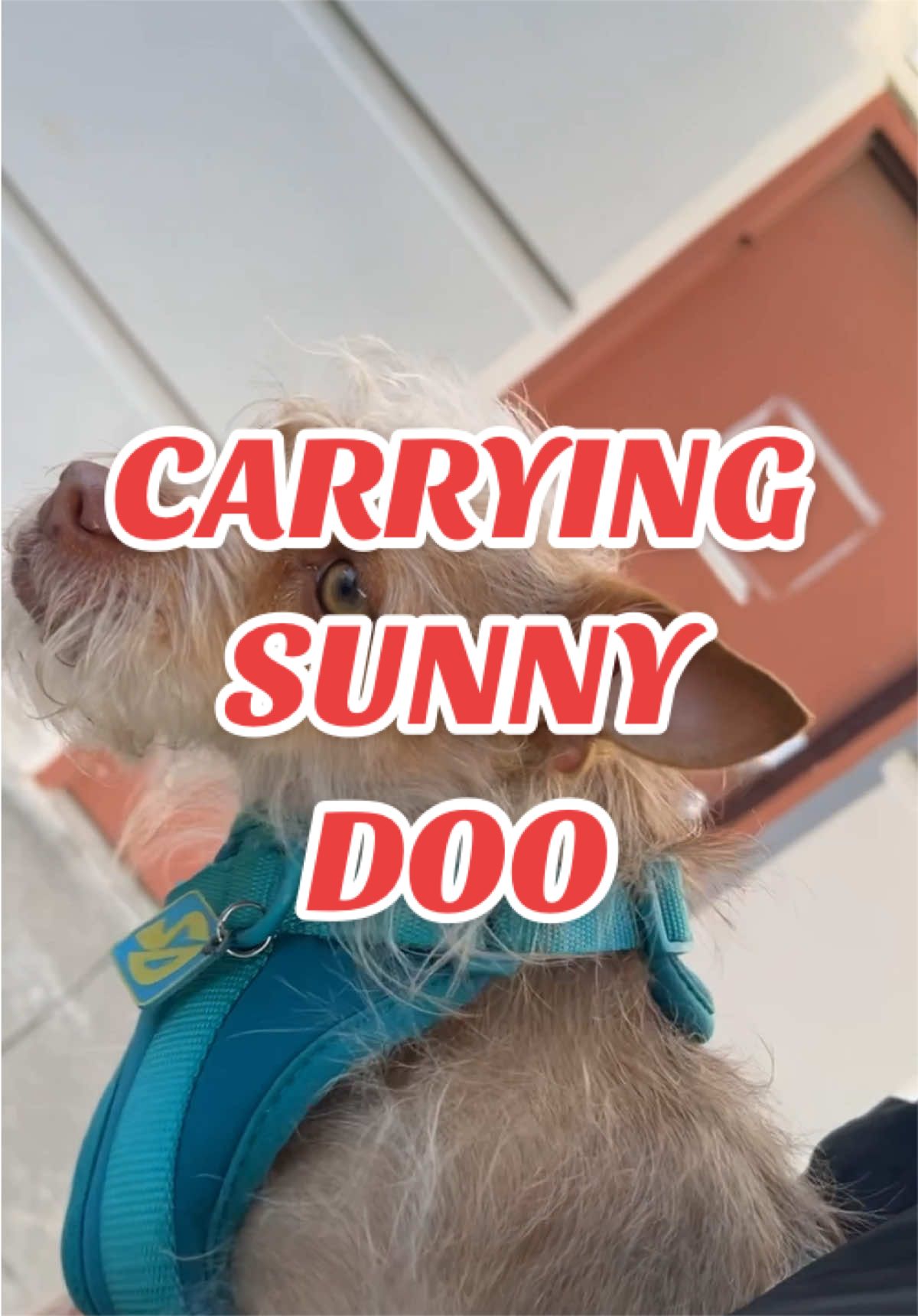 @What&rsquo;s New Sunny-Doo?