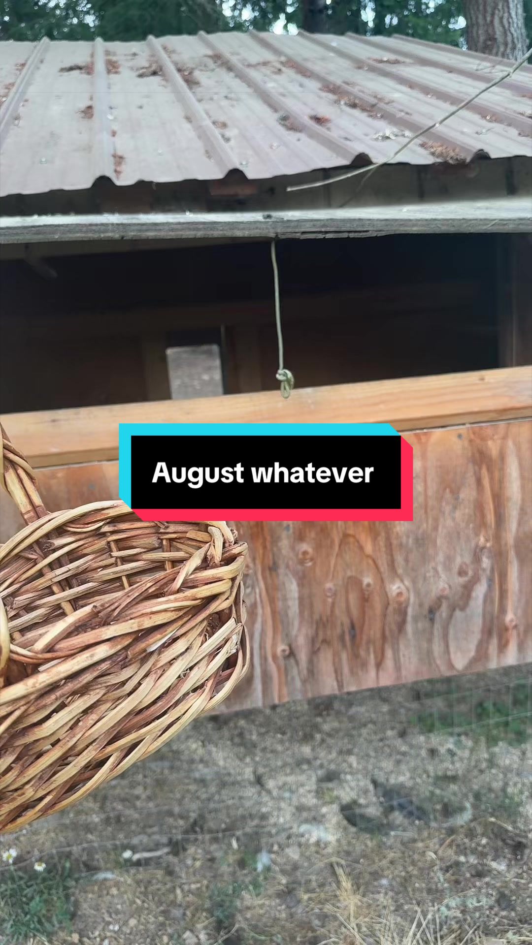 @Lyndsey - Backyard Family Farm