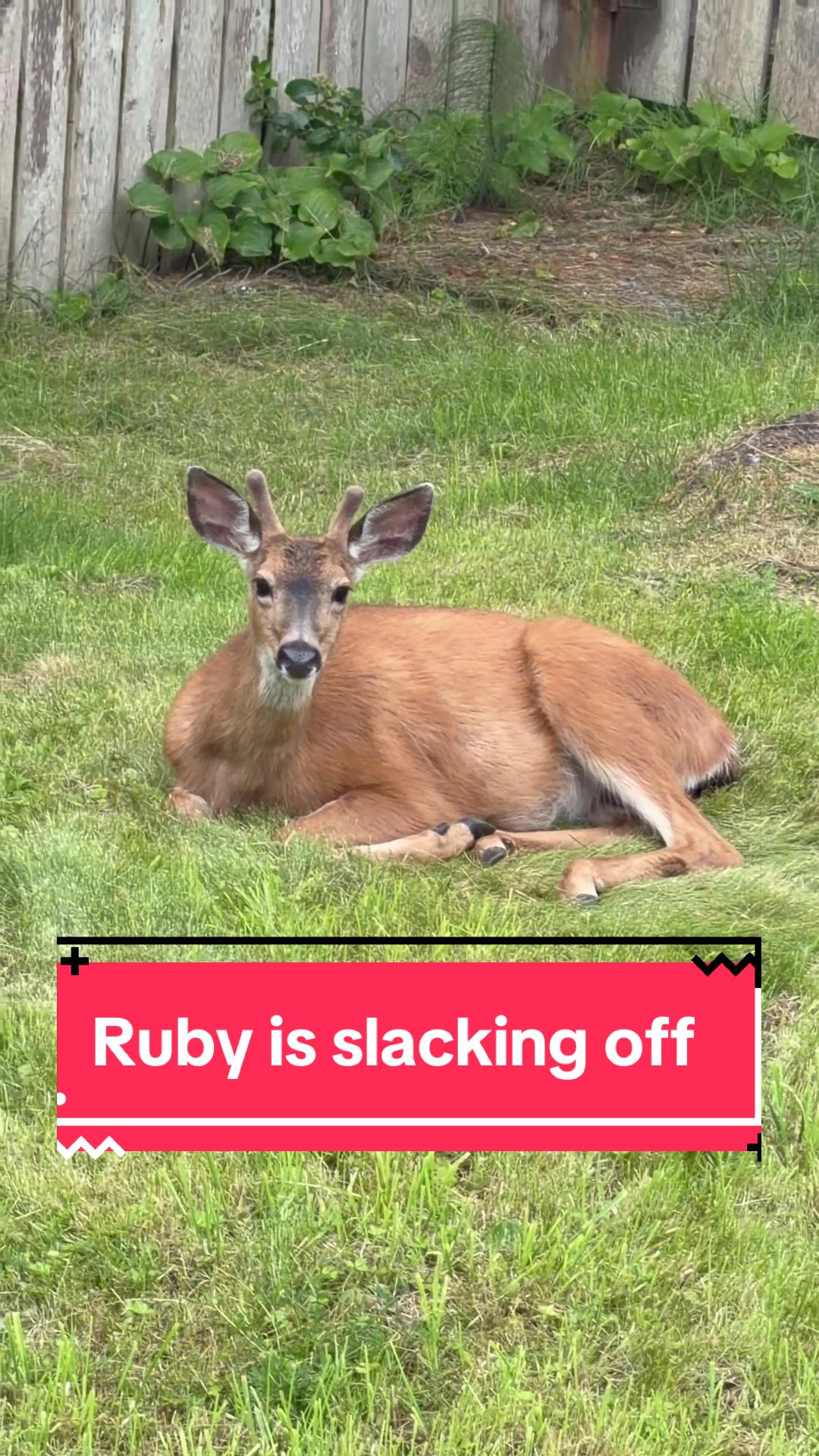 @Ruby the Pomsky