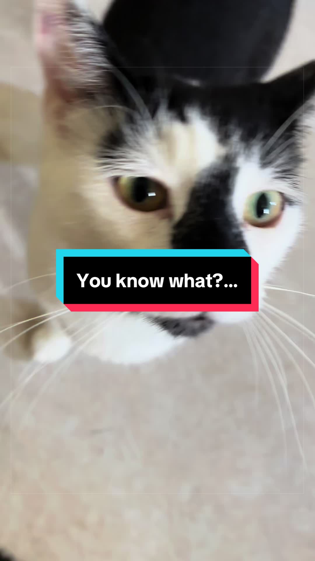 @catlover313official