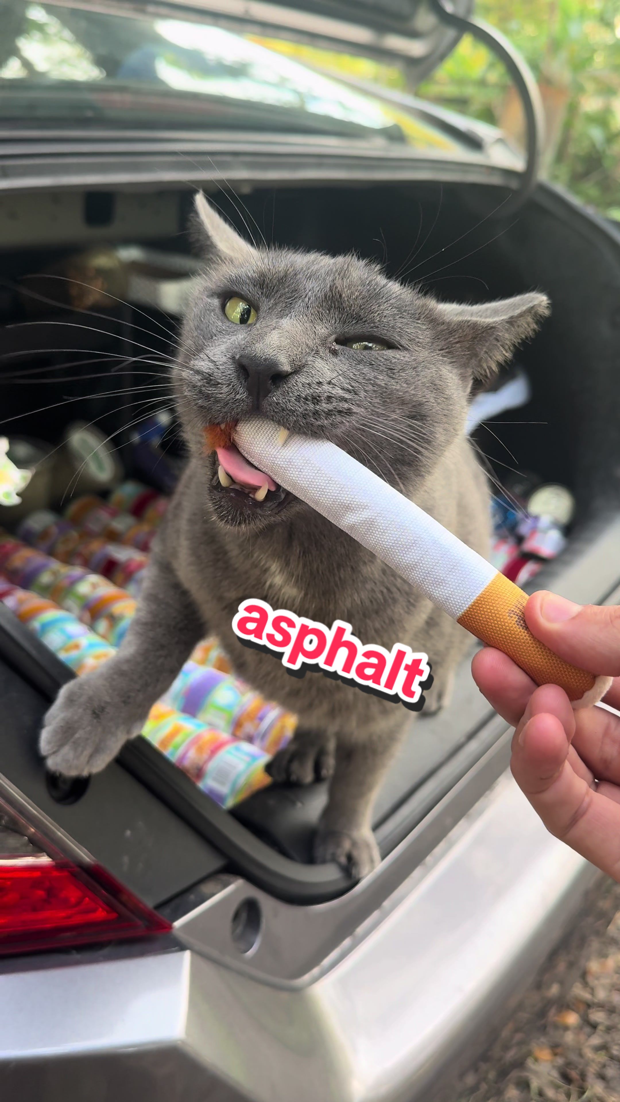 @apoinsettia