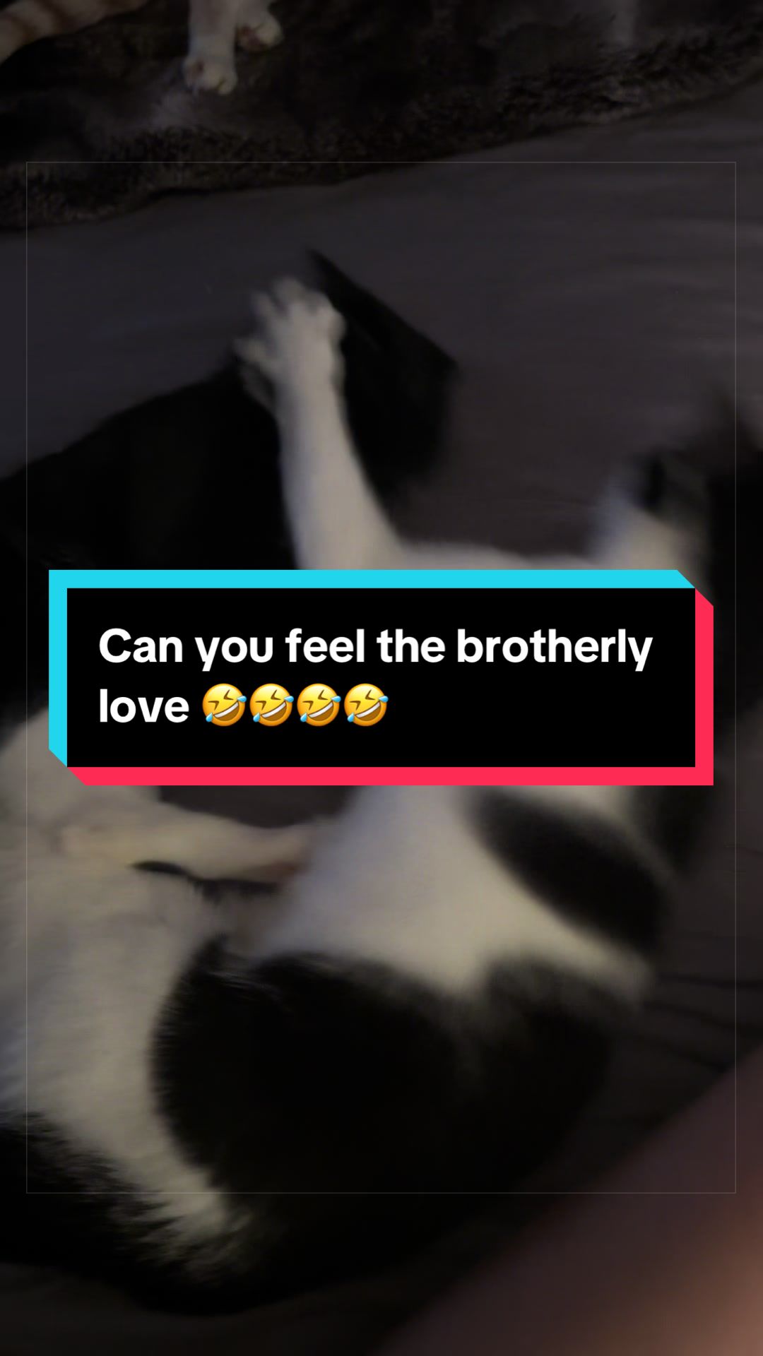 @catlover313official