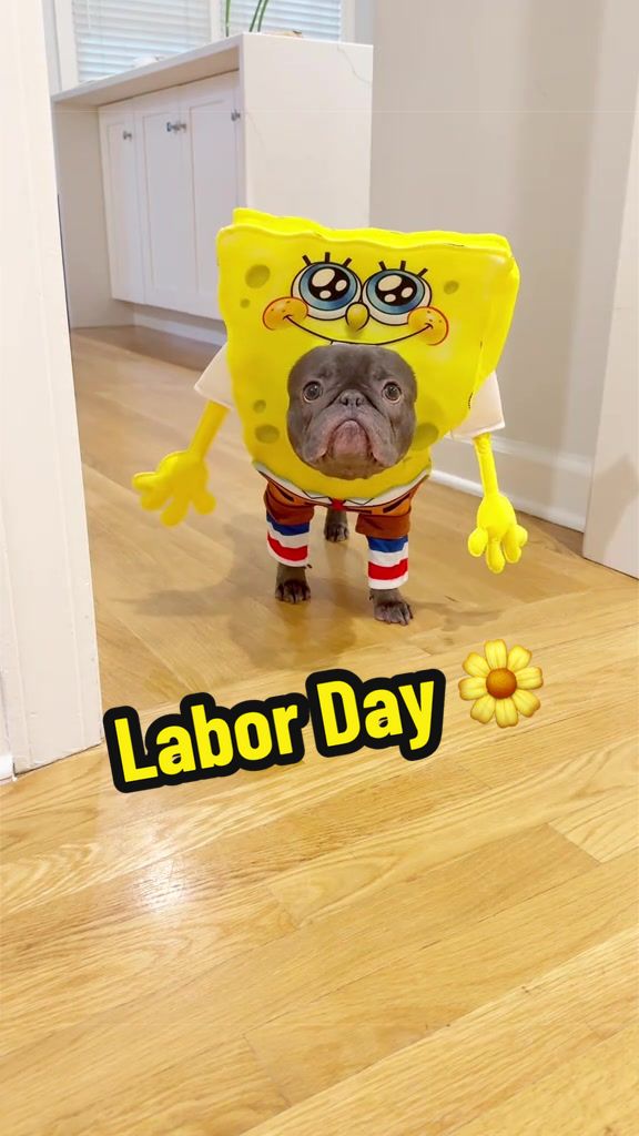 @Lazy Frenchie Daisy 💜