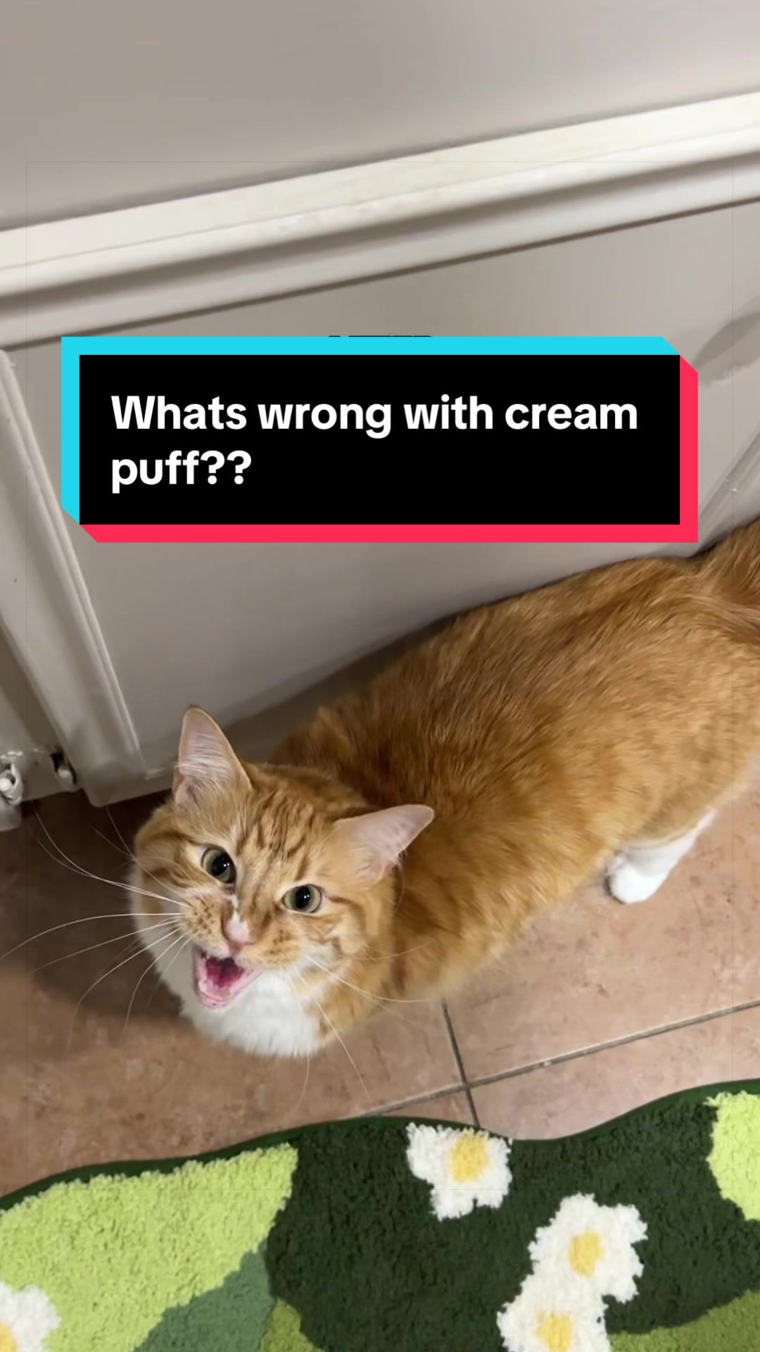@meloncreamcat