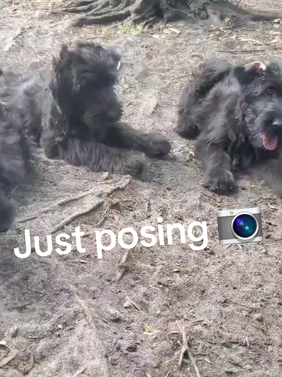 @Giant Schnauzers