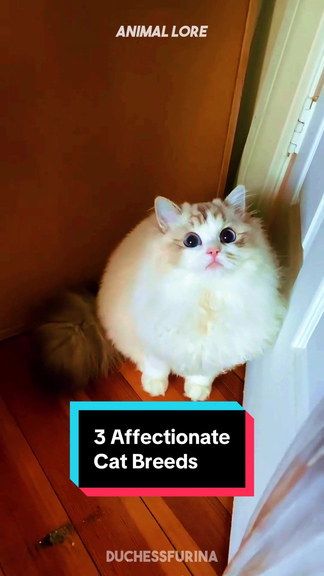 @ANIMAL LORE