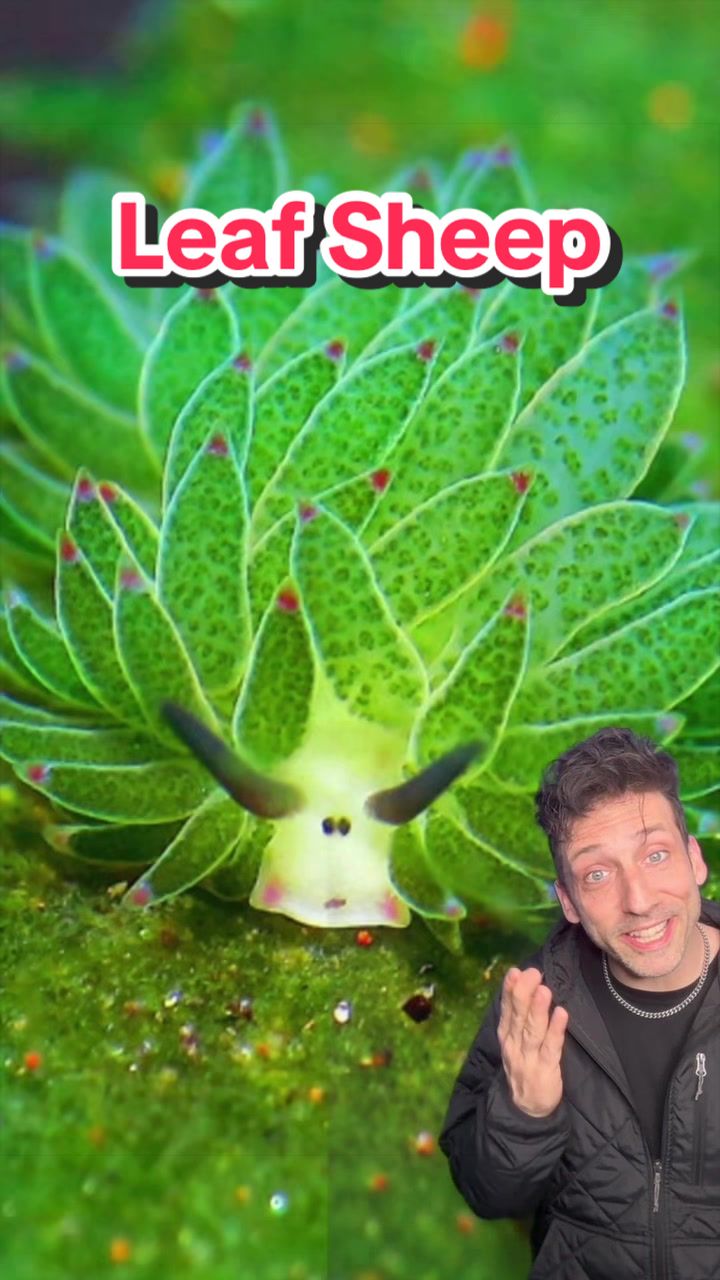 @Odd Danny