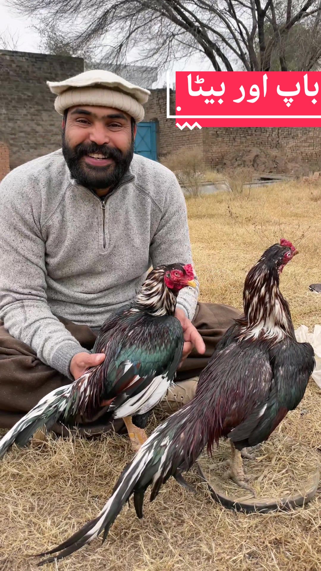 @faizan aseel farm 786