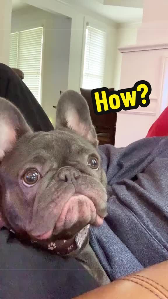 @Lazy Frenchie Daisy 💜