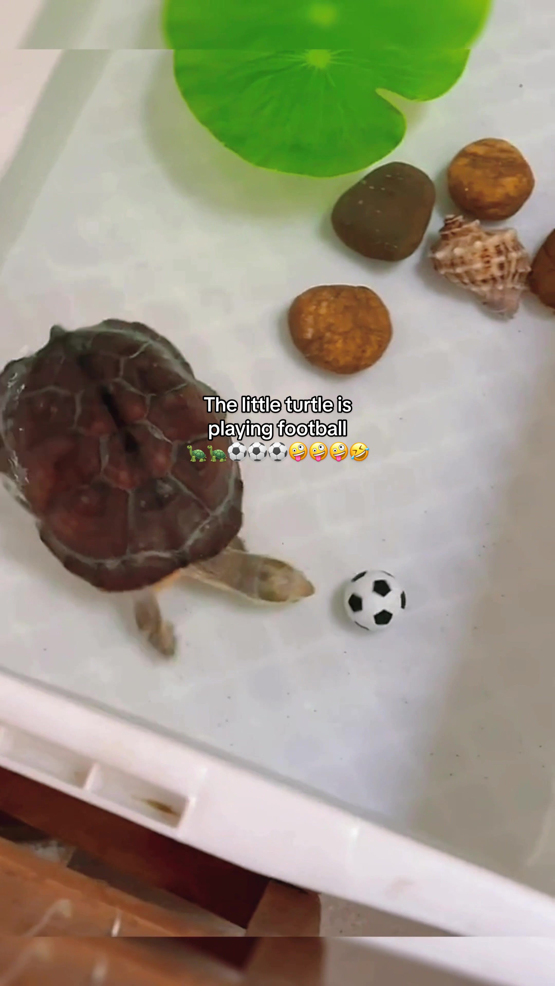 @Mr. Turtle