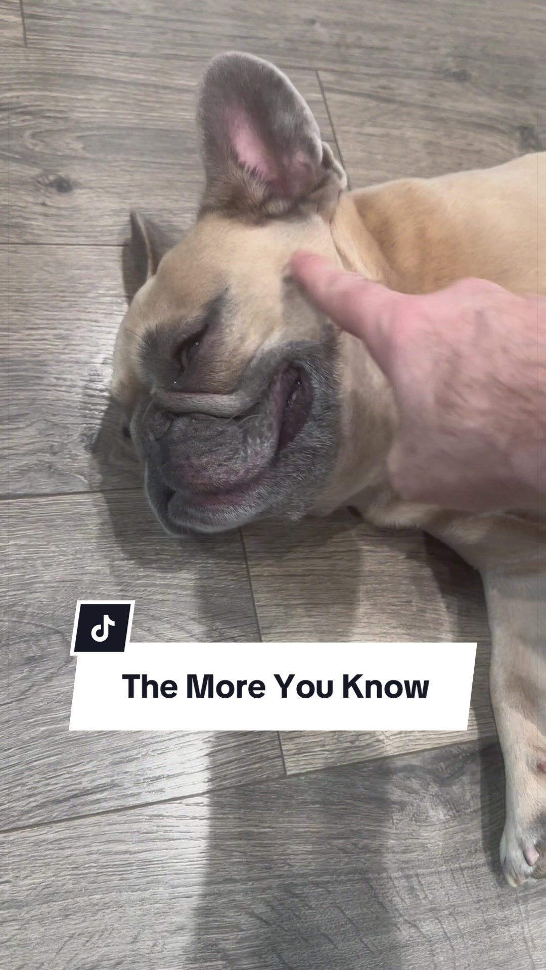 @Somefrenchienamedapollo
