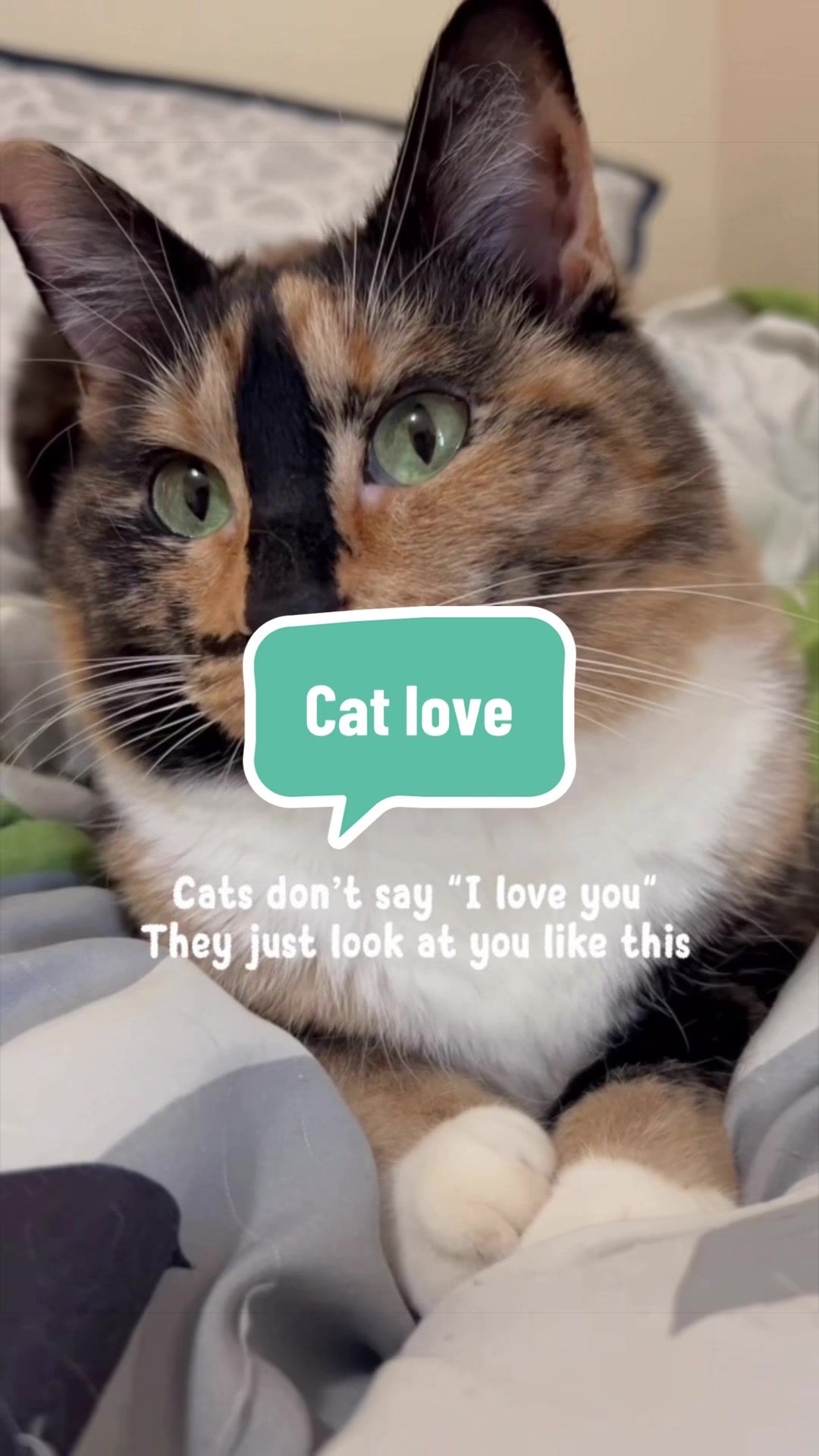 @SnickersTheSmilingCat