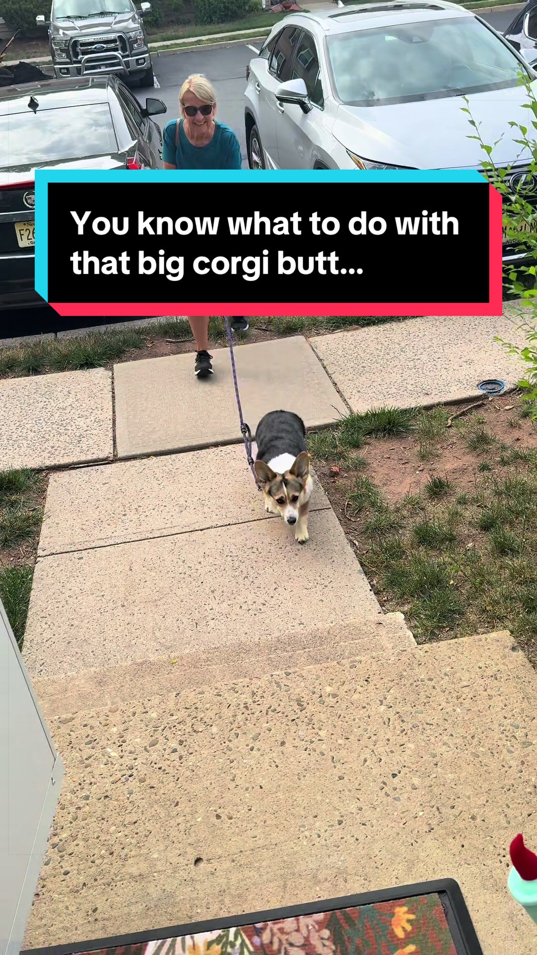 @Cannoli the Corgi