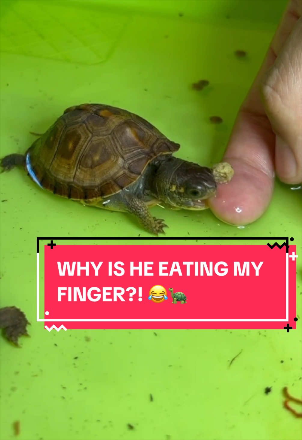 @Eastern Box Turtle