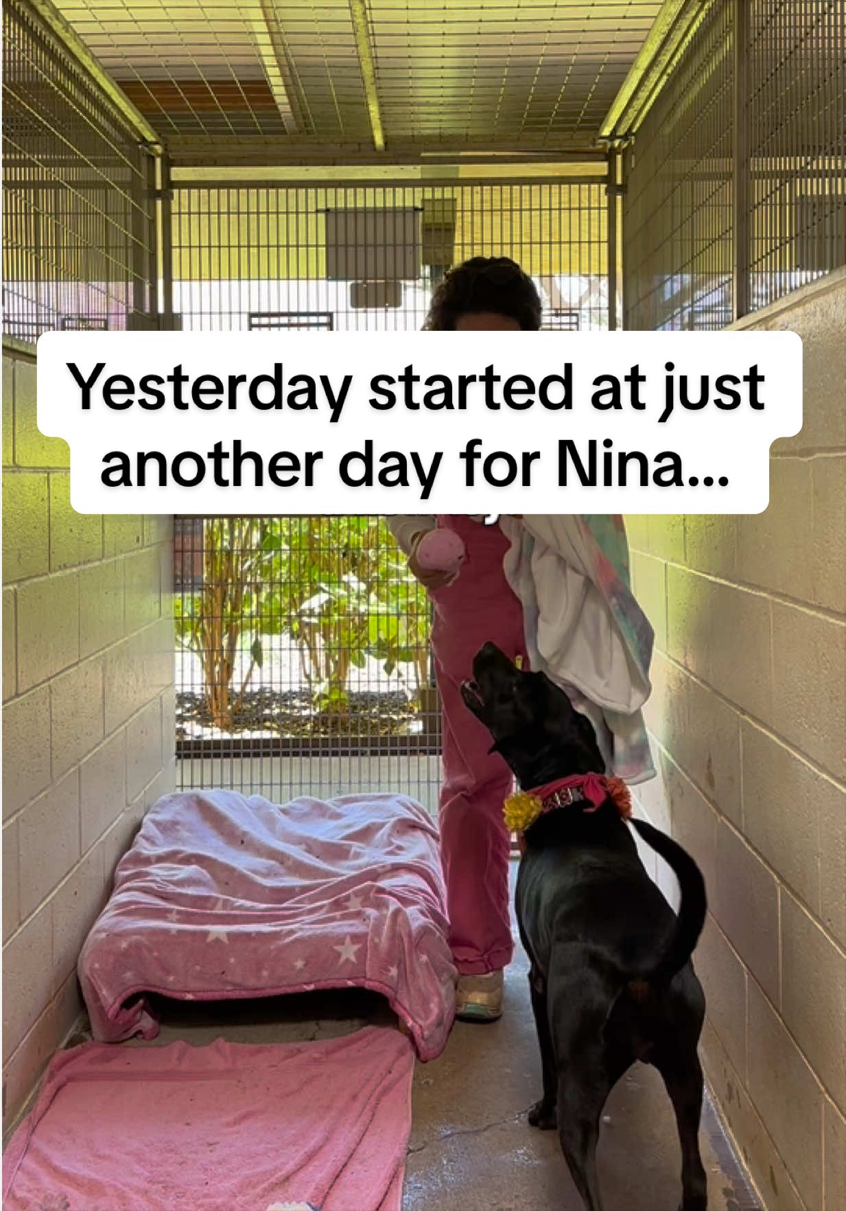 @Cassondra | Maui Shelter Dogs
