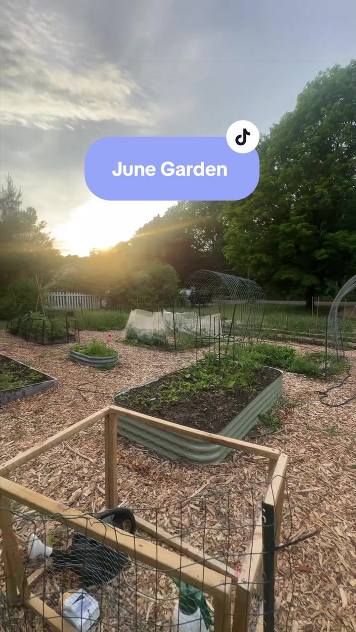 @Manica | zone 6a gardener