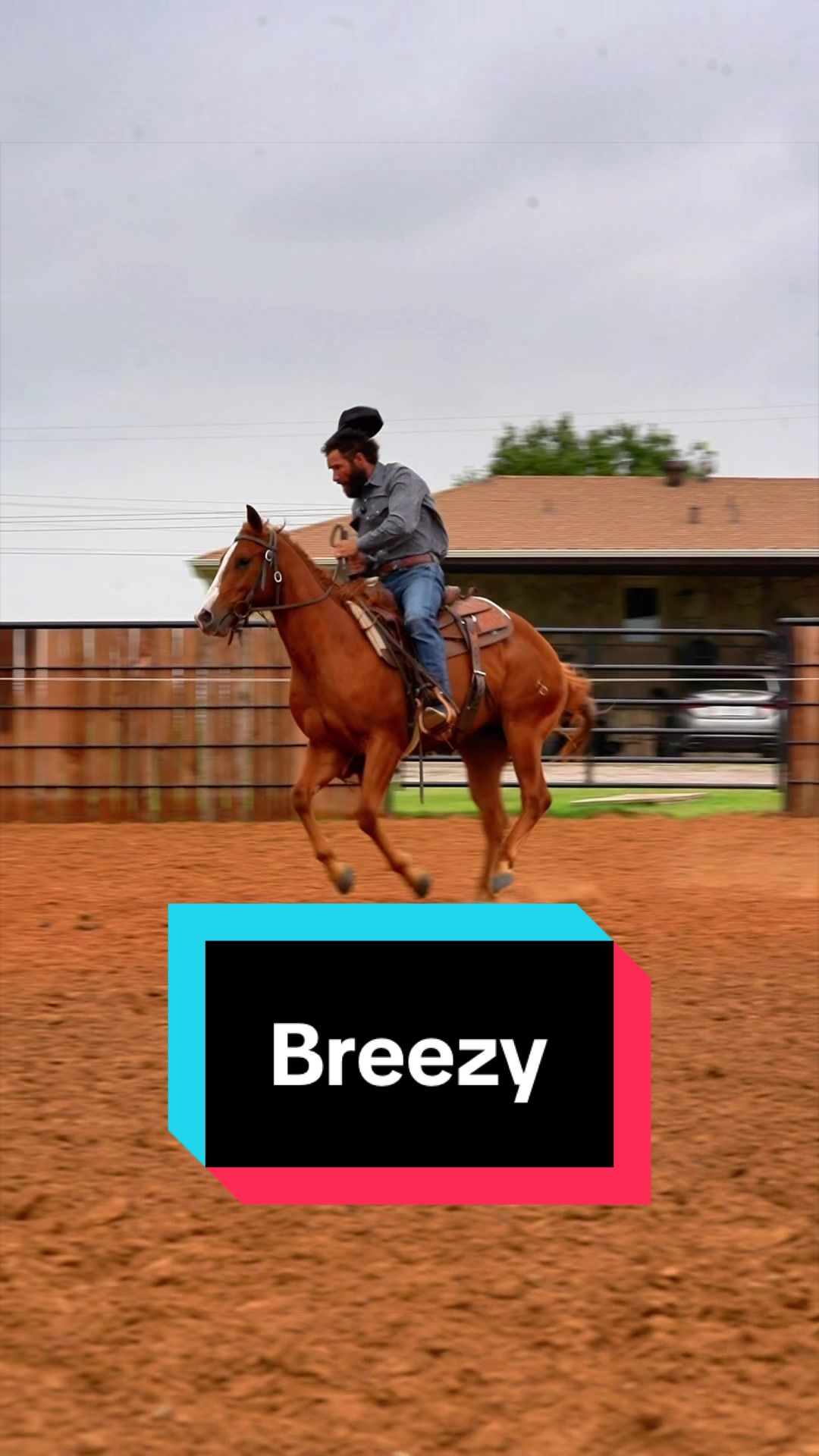 @WS Horses