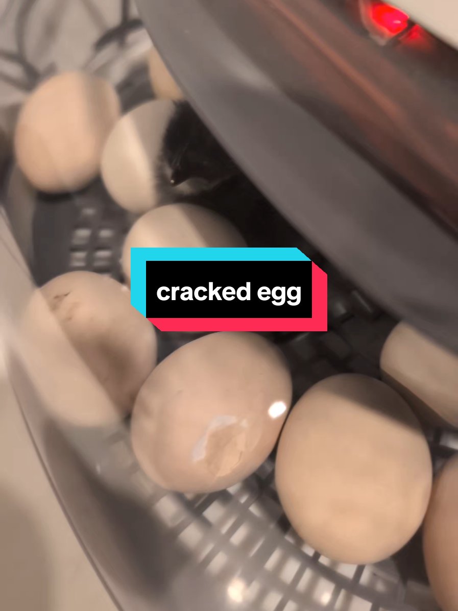 @Chickens & Bullies
