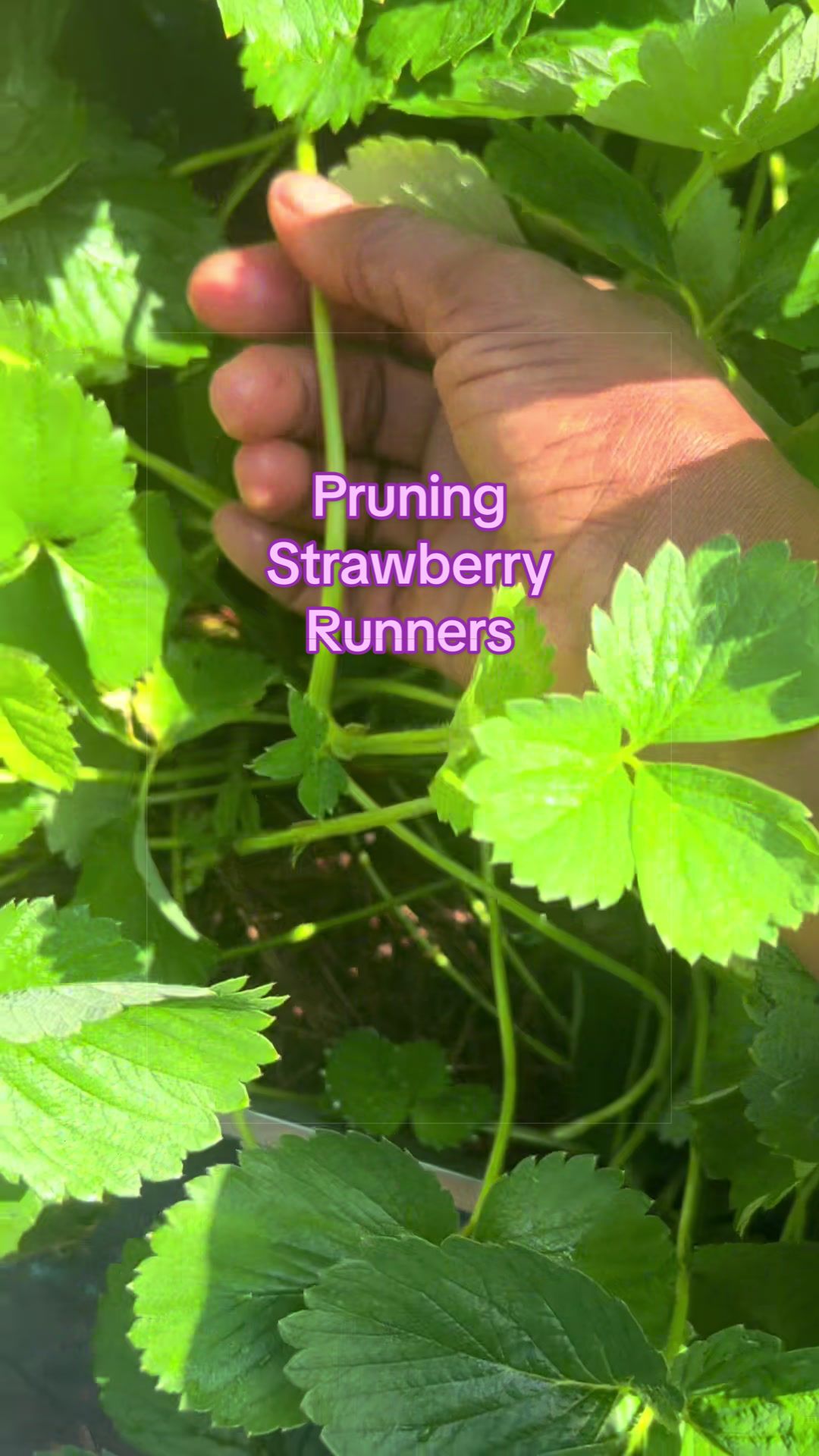 @Gardening4ME