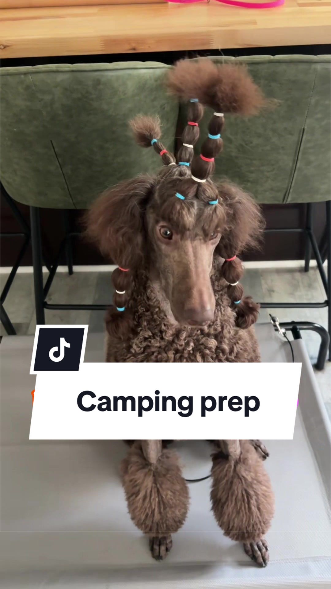 @Maddie, Jovie & Nessie🤍🤎🐩